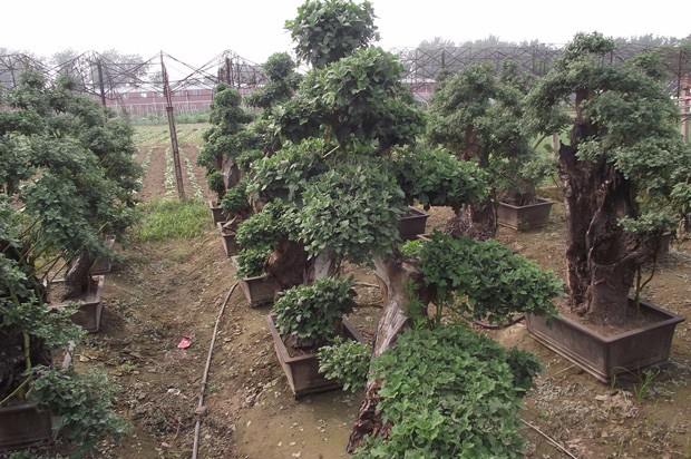 開封前方園藝——菊花造型廠家直銷